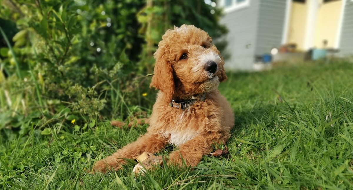 14: Dog’s Spare Human Holds Phone in Cold Dark Street